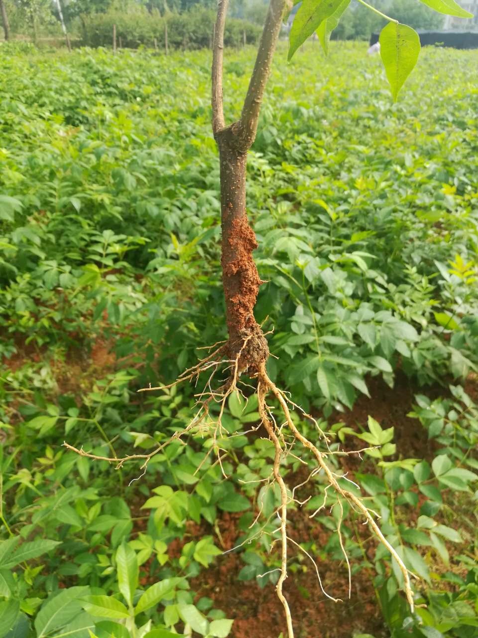 江西永丰吴茱萸苗采购